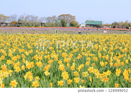 Yellow daffodil flower Yellow daffodil flower 128999052