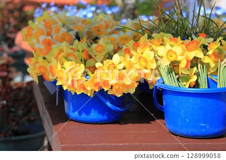 Cut flowers: Daffodil flowers 128999058