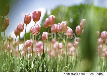 Spring blooming tulips Spring blooming tulips 128999080