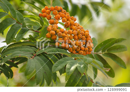 Close-Up of Vibrant Orange Rowan Berries on Tree Branch 128999091