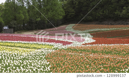 Blooming in the tulip fields Blooming in the tulip fields 128999137