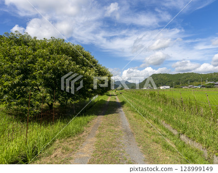 Chestnut tree in the countryside 128999149