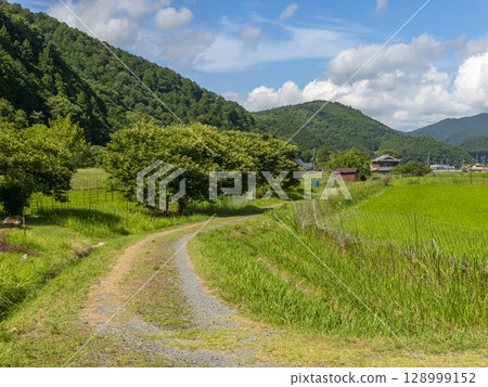 Chestnut tree in the countryside 128999152