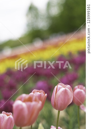 Flower bed with blooming tulips Flower bed with blooming tulips 128999161