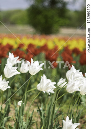 Blooming in the tulip field Blooming in the tulip field 128999200