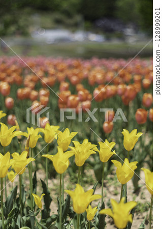 Blooming in the tulip field Blooming in the tulip field 128999201
