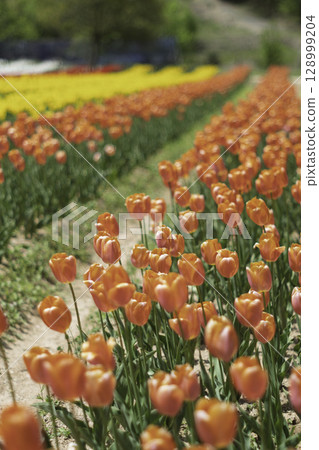 colorful spring flowers colorful spring flowers 128999204