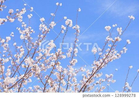 Cherry blossoms against the blue sky 128999278
