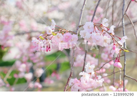Weeping cherry blossoms in full bloom 128999290