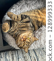 Cute tabby cat lying on the sofa and looking up. 128999333