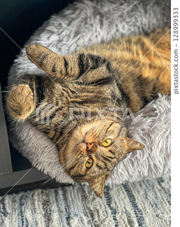 Cute tabby cat lying on the sofa and looking up. 128999333