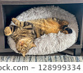 Cute tabby cat lying on the sofa and looking up. 128999334