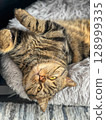 Cute tabby cat lying on the sofa and looking up. 128999335