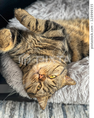 Cute tabby cat lying on the sofa and looking up. 128999335
