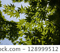 Green 128999512