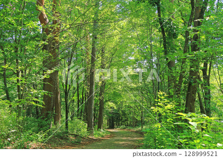 National Alps Azumino Park Horikin and Hotaka District Forest Path 128999521