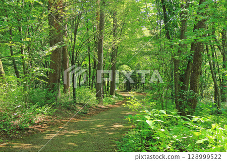National Alps Azumino Park Horikin and Hotaka District Forest Path 128999522
