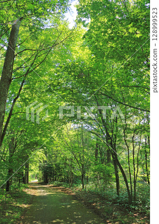 National Alps Azumino Park Horikin and Hotaka District Forest Path 128999523