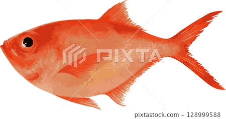 金目鯛的手繪插圖 128999588