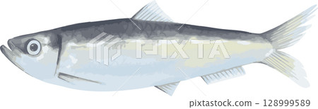 鯡魚手繪插圖 128999589