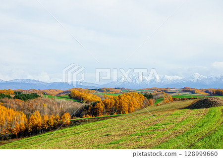 Refreshing autumn scenery of autumn leaves in Biei, Hokkaido Refreshing autumn scenery of autumn leaves in Biei, Hokkaido 128999660