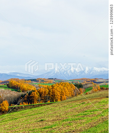Refreshing autumn scenery of autumn leaves in Biei, Hokkaido Refreshing autumn scenery of autumn leaves in Biei, Hokkaido 128999663