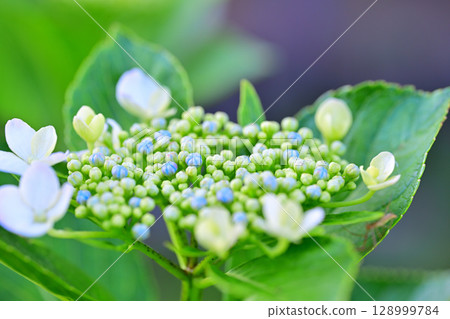 繡球花微距鏡頭攝影 繡球花微距鏡頭攝影 128999784