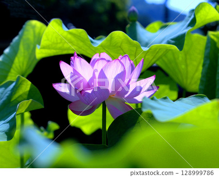 這是京都府宇治市三室戶寺本殿前盛開的蓮花的特寫照片，該寺以繡球花而聞名。 128999786