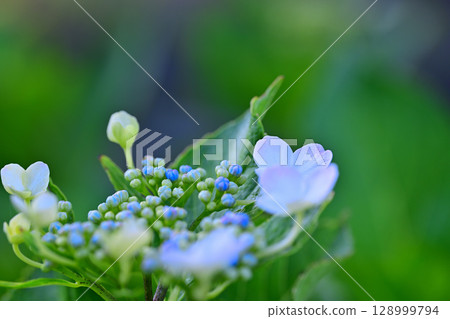 繡球花微距鏡頭攝影 128999794