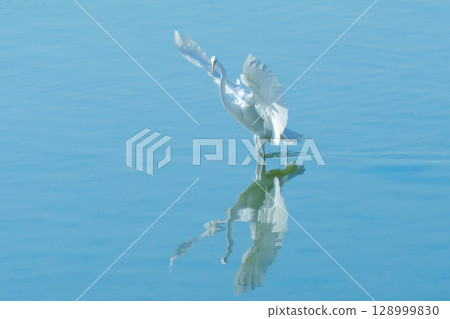 大白鷺在河中翩翩起舞,水面上倒映著它的身影 大白鷺在河中翩翩起舞,水面上倒映著它的身影 128999830