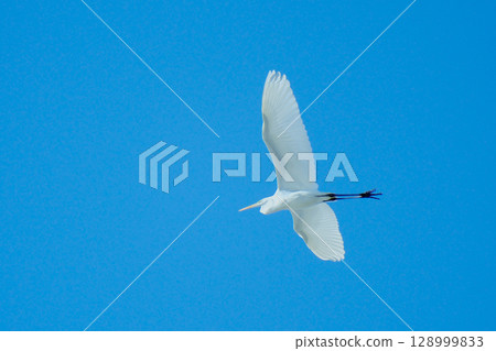A pure white egret (great egret) flying gracefully in the blue sky 128999833