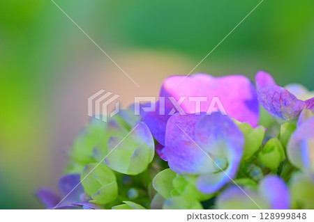 繡球花紫色微距鏡頭攝影 128999848