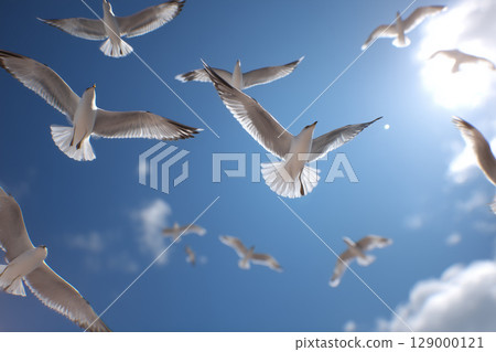 A scene of seagulls flying against a blue sky | A moment of nature that symbolizes freedom and liberation 129000121