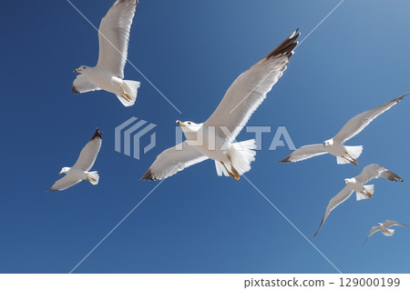 A scene of seagulls flying against a blue sky | A moment of nature that symbolizes freedom and liberation 129000199