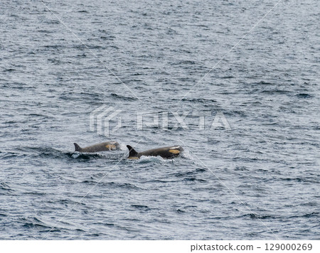 Killer whales in the Antarctic Killer whales in the Antarctic 129000269