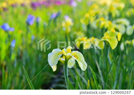 Iris clusters 129000287