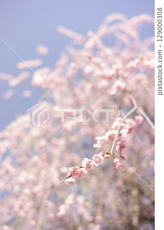 The plump plum blossoms against the blue sky The plump plum blossoms against the blue sky 129000308