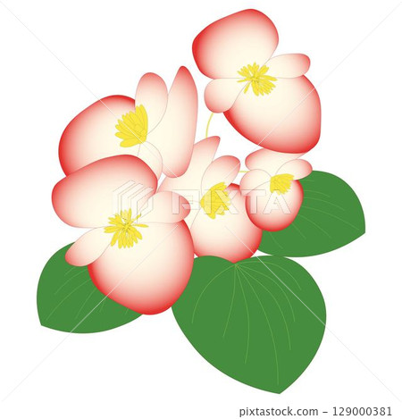 Begonia White Red Begonia White Red 129000381