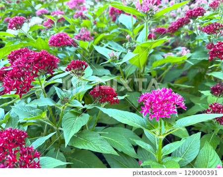 Pentas 129000391