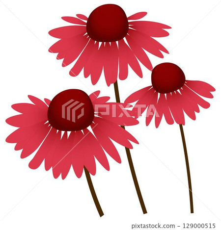 Rudbeckia red Rudbeckia red 129000515