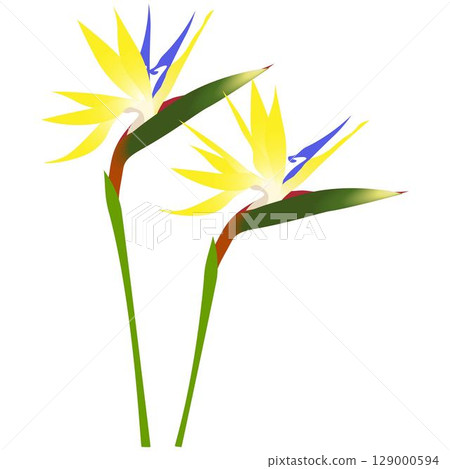 Strelitzia yellow-green 129000594