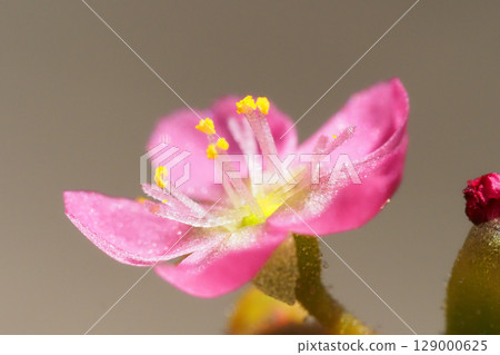 野生鸚鵡湯的花 129000625