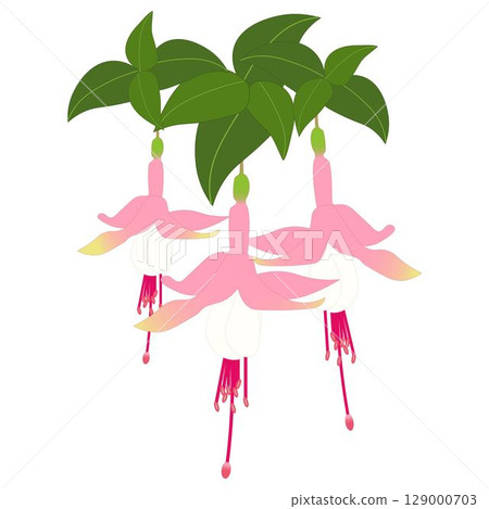 紫紅色 粉紅色 白色 129000703