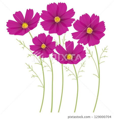 Cosmos red Cosmos red 129000704