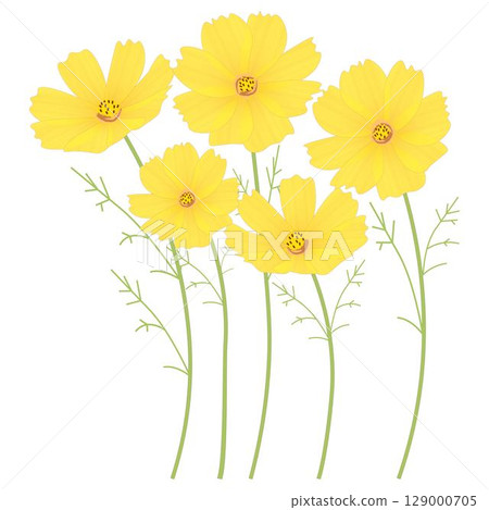 Yellow Cosmos 129000705