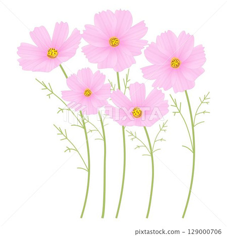 Cosmos Baby Pink 129000706