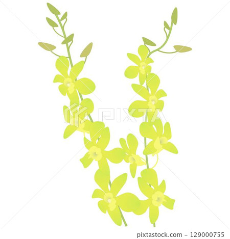 綠色石斛蘭 129000755