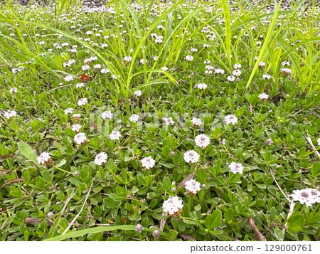 Iwadare Rew 129000761