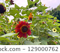 Sun Flower  129000762