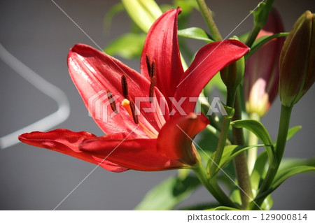 Lily of pink 129000814